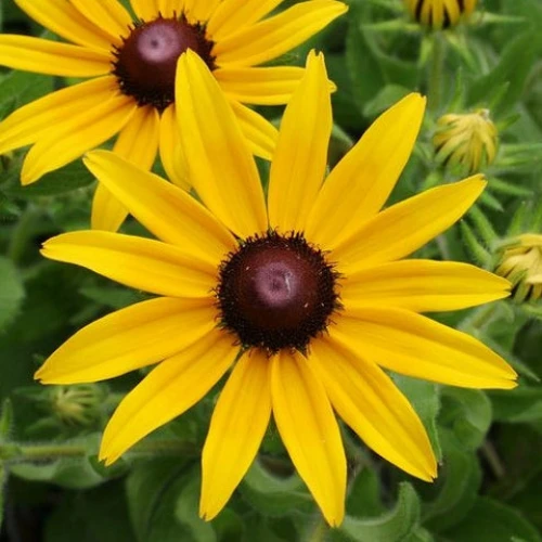 Rudbeckia Hirta Toto